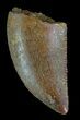 Serrated, Raptor Tooth - Morocco #72626-1